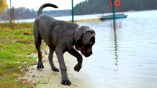 Adorable Two-Month-Old Cane Corso Puppy Portrait