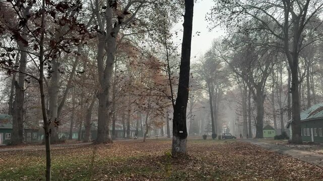 Autumn in Kashmir with vibrant red Chinar leaves and chinar big trees across Naseem Bagh in Hazratbal Dargah showcasing the beauty of Srinagar destination in Jammu and Kashmir. Clip 98