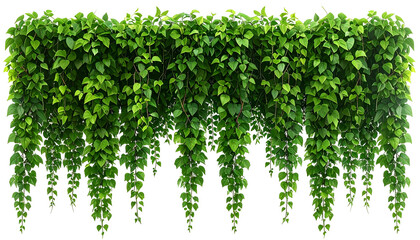 Lush green hanging plant with dense, heart-shaped leaves, cascading downwards