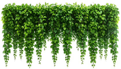 Lush green hanging plant with dense, heart-shaped leaves, cascading downwards