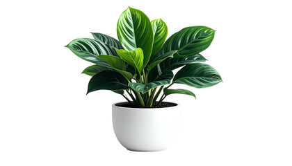 Lush green leafy plant in a simple white ceramic pot against a stark black background