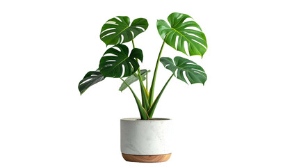 A realistic rendering of a vibrant Swiss cheese plant, potted in a textured white & wood container
