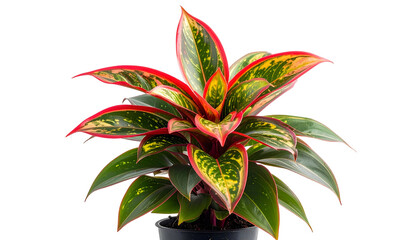 Lush indoor plant with vibrant red, green, and yellow foliage, set against a black background