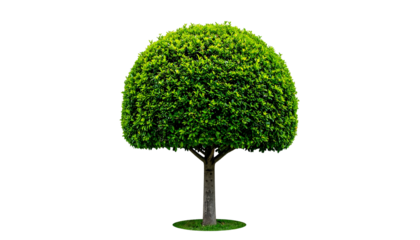 An isolated tree with a spherical, vibrant green canopy and a slender, brown trunk on black