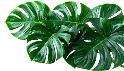 Lush, large green monstera plant leaves against a black background, glossy texture