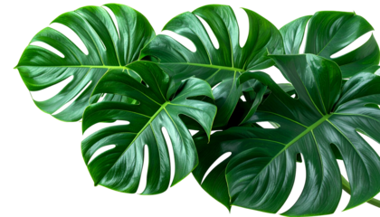 Lush, large green monstera plant leaves against a black background, glossy texture