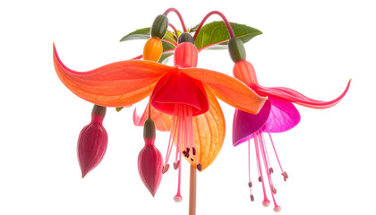 Close-up of vibrant fuchsia flowers in shades of red, orange, and purple against black