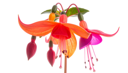 Close-up of vibrant fuchsia flowers in shades of red, orange, and purple against black
