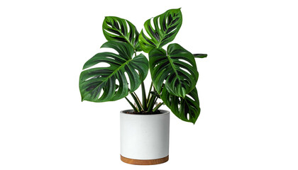 A vibrant, potted plant with large, patterned leaves stands against a solid black backdrop
