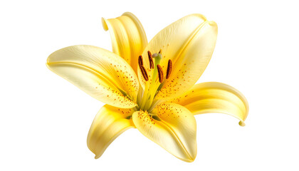 A vibrant, close-up view of a yellow lily flower with orange-speckled petals