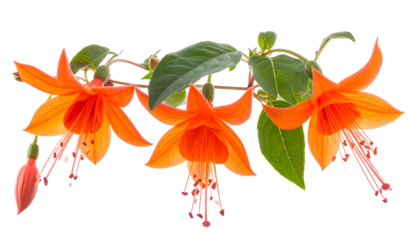 Branch of vibrant orange, bell-shaped flowers with long stamen and green leaves