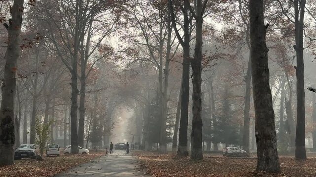 Autumn in Kashmir with vibrant red Chinar leaves and chinar big trees across Naseem Bagh in Hazratbal Dargah showcasing the beauty of Srinagar destination in Jammu and Kashmir. Clip 101