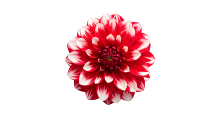 A vibrant red and white dahlia flower isolated on a stark black background