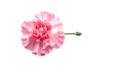 Single pink carnation bloom and closed bud on green stem against a black background