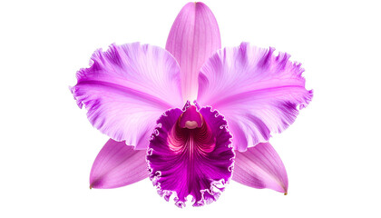 Vibrant close-up of a blooming Cattleya orchid with ruffled petals against a black backdrop