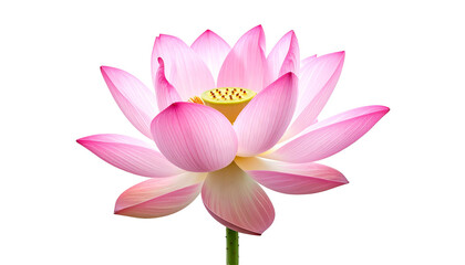 Isolated close-up of a vibrant pink lotus flower, petals open, against a black background
