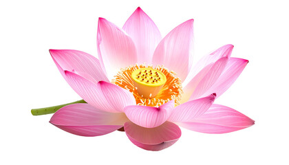 Close-up of a vibrant pink lotus flower, petals perfectly arranged against a dark background