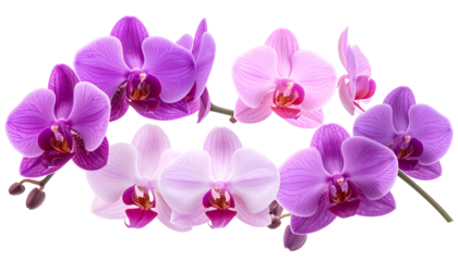 A vibrant cluster of delicate orchids in various shades of pink and purple