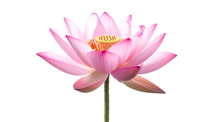 Isolated, vibrant pink lotus blossom with intricate petals and yellow stamen on a dark background