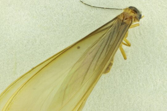 Close-up of winged termite (alate), South Australia