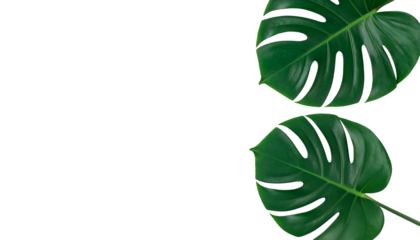 Two glossy, split-leaf tropical plant leaves on a black background, with reflection