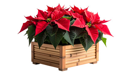 Vibrant red poinsettias with lush green leaves in a bamboo planter