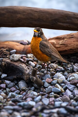 American Robin, Signal Mountain Marina, Grand Teton NP