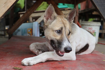 Watchful dog lying under wooden stairs while attentively looking toward nearby movements