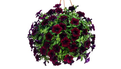 Hanging basket of cascading, deep purple-red flowers with green foliage against a black bg