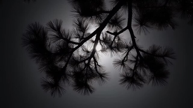 Silhouetted Pine Branches against a Bright sky in Darkness, Mysterious tree