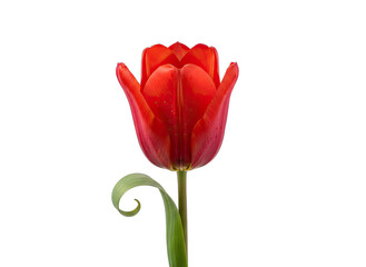 Single Red Tulip Flower with Water Droplets on Petals and Green Stem Isolated on Transparent Background Soft Lighting Rich Texture Natural Color