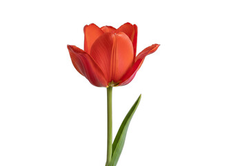 Single Orange Tulip Flower Stem and Leaf Isolated on Black Background Studio Shot