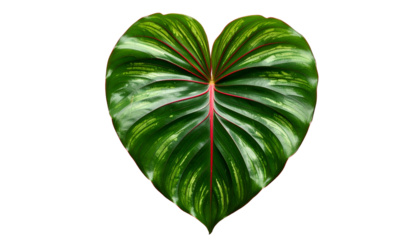 Heart-shaped, vibrant green leaf with red veins, on a stark black background