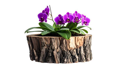 A vibrant purple orchid blooms in a rustic wooden planter against a stark black backdrop