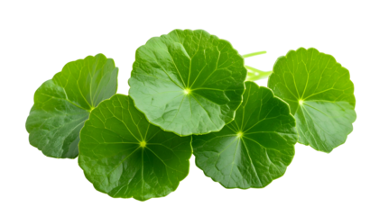 Several round, green leaves with radial veins are isolated against a black background