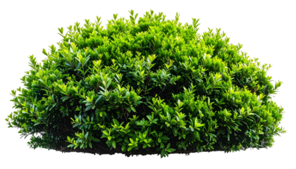 Lush, vibrant green bush with a rounded shape, isolated against a dark, transparent background