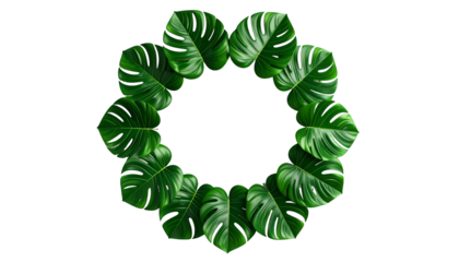 Lush green tropical monstera leaves arranged in a circular wreath against a stark black backdrop