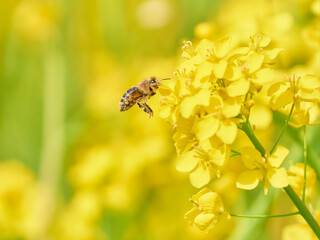 菜の花の花粉を集めに来たミツバチ
