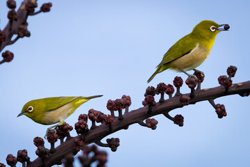 warbling white eyes on branch
