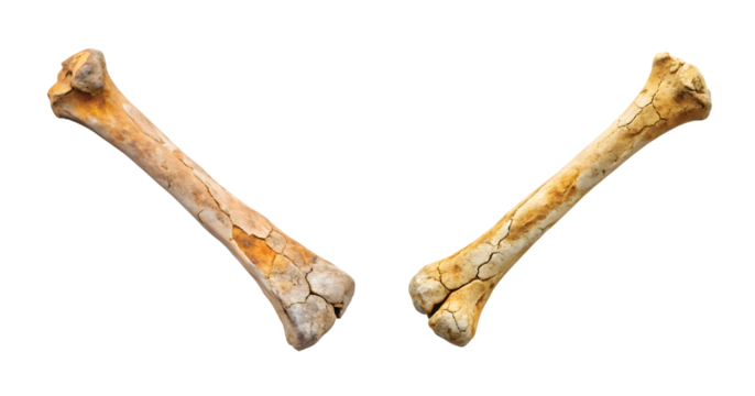 Thin Bone Fossil: A long extremely thin fossil bone lying horizontally, ancient cracked texture, realistic PNG.