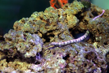 The messmate pipefish - (Corythoichthys haematopterus) 