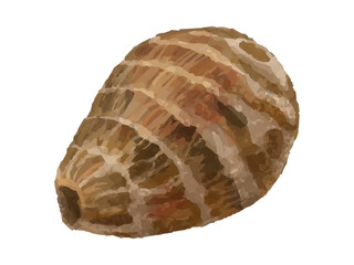 里芋のベクターイラスト(丸ごと・しずく型)