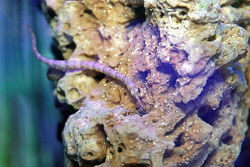 The messmate pipefish - (Corythoichthys haematopterus) 