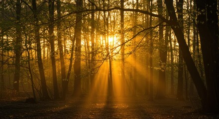 Fototapeta premium Golden Sunlight Filtering Through a Dense Forest Canopy.