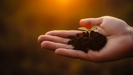 Fototapeta premium Nurturing new life: A tiny seedling held carefully in a hand with a golden sunset background.
