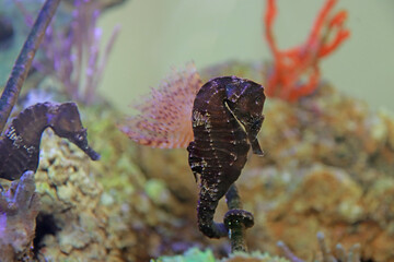 Lined seahorse - (Hippocampus erectus)
