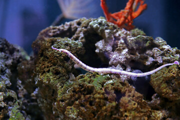 The messmate pipefish - (Corythoichthys haematopterus) 