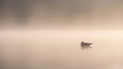 Peaceful morning on a foggy lake with a solitary duck swimming calmly across the tranquil, misty water
