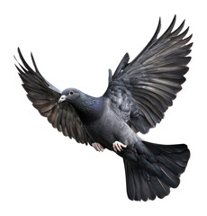 Obraz premium PNG Black dove bird pigeon photography.