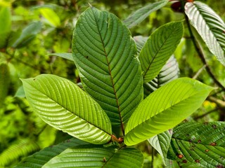 Fototapeta premium kratom leaves in the morning